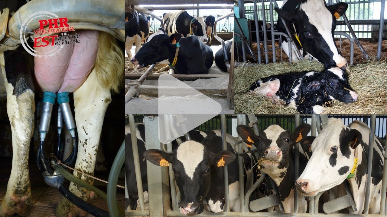 Gaec Ferme Kleinfeld : leader national 2017 en quantité de lait par vache