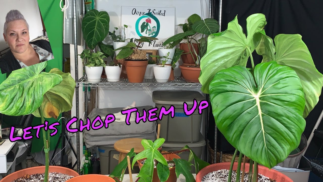 Propagating my HUGE Philodendron McDowell and a Repot | Q & A session