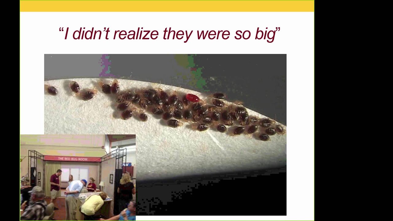 Bed Bug Updates for Pest Management Professionals Webinar