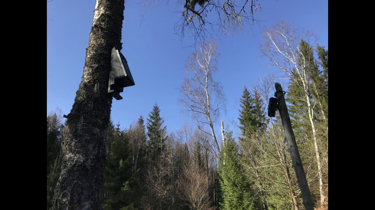 Fladdermusholk på Torpet