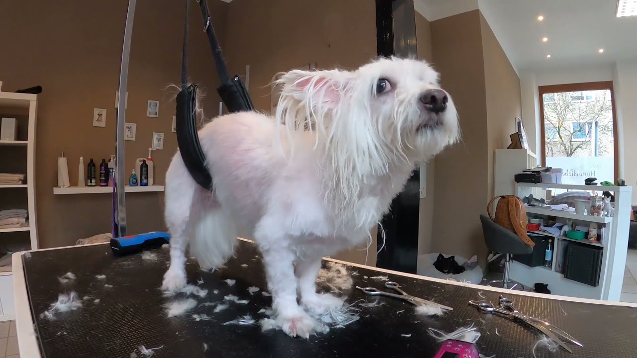 Stark verfilzte Malteser Hündin / strongly matted maltese #grooming