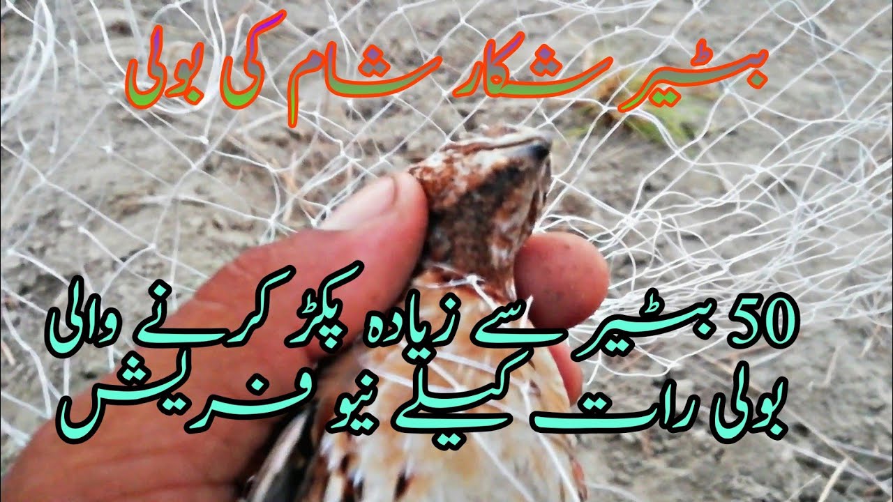 50 Batair se bhi zeyada pakr kerne wali quail sound new fresh voice raat wali quail best batair vide