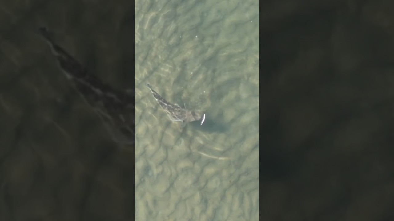 Big fish steals lure from small fish!!  #fishing #fish #youtubeshorts #shorts #youtube #flathead