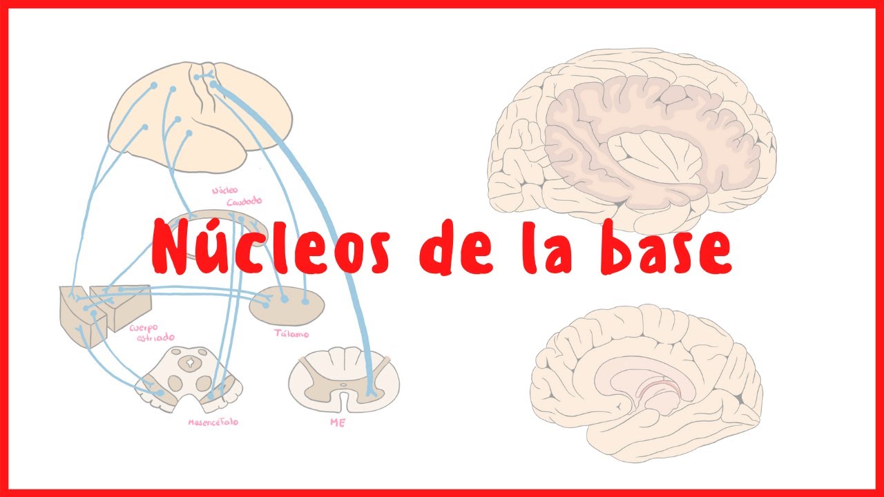 NEUROANATOMÍA | Núcleos de la base | Neuroanatomía | Blasto Med