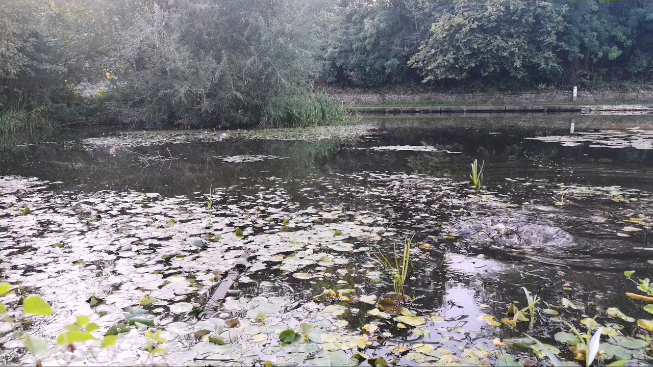 Sheffield canal's big carp with bread