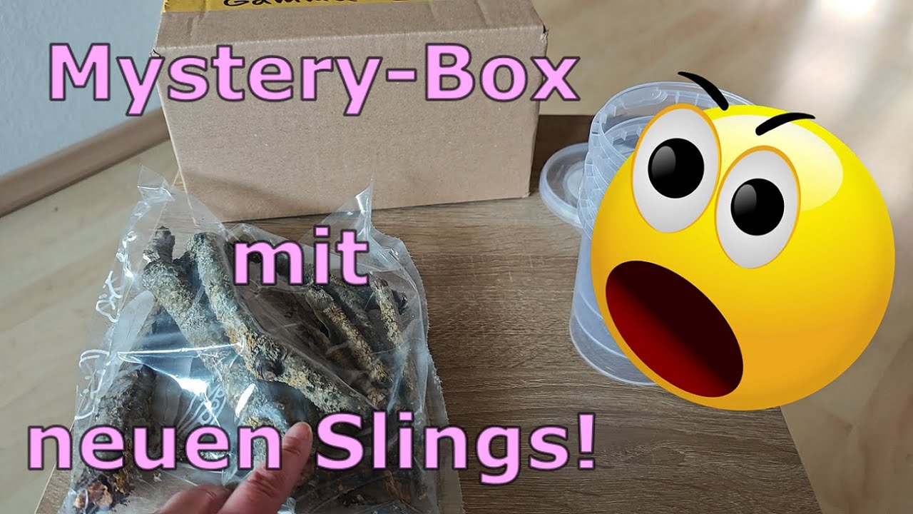 Terrabörse Hamburg 2025 + wir öffnen eine Mystery Box zum Kanalgeburtstag!
