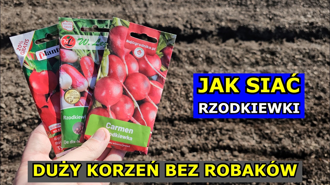 Jak siać Rzodkiewkę, aby BYŁA DUŻA, nie była Robaczywa, nie zaczęła Kwitnąć. Siewy Rzodkiewki Uprawa