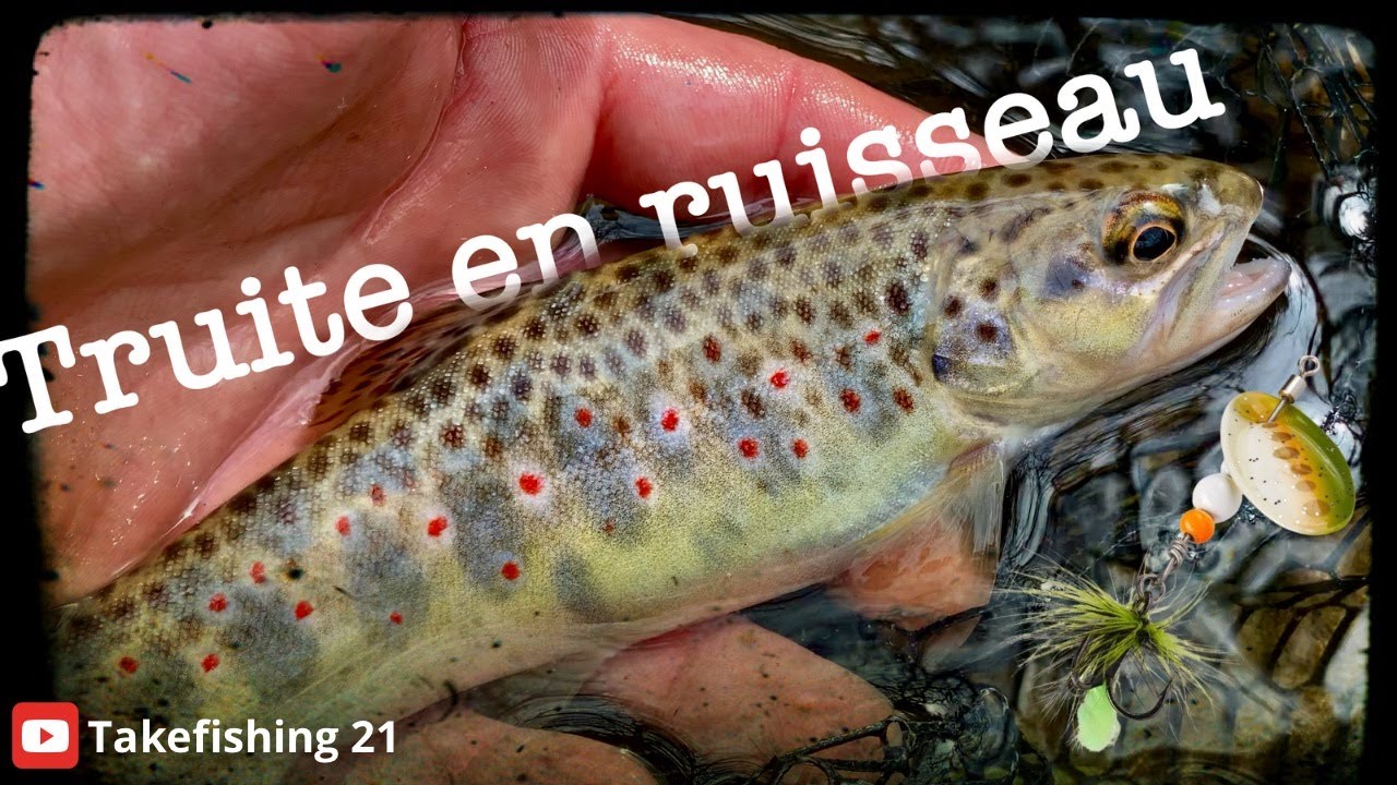 Cette ANCIENNE Technique de Pêche est redoutable sur ce petit RUISSEAU !