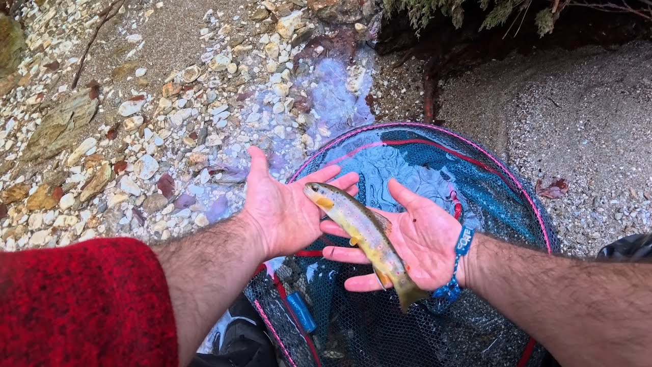 Alla ricerca della Mediterranea. Salmo ghigii o Salmo trutta chi avrà abboccato.Apertura2026