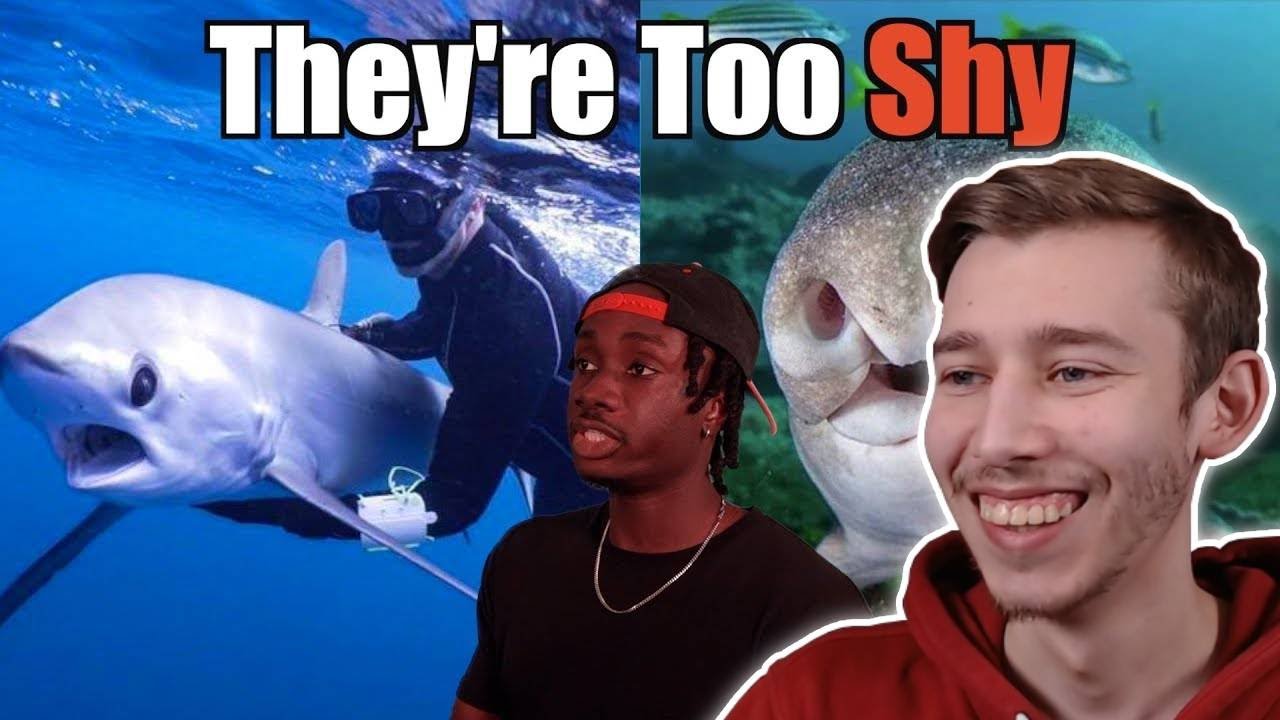 Why You Never Look This Shark in the Eyes REACTION!