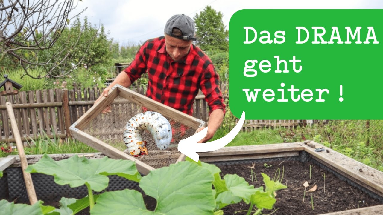 Maikäfer Engerlinge im Hochbeet: Was tun? 🐛🐛