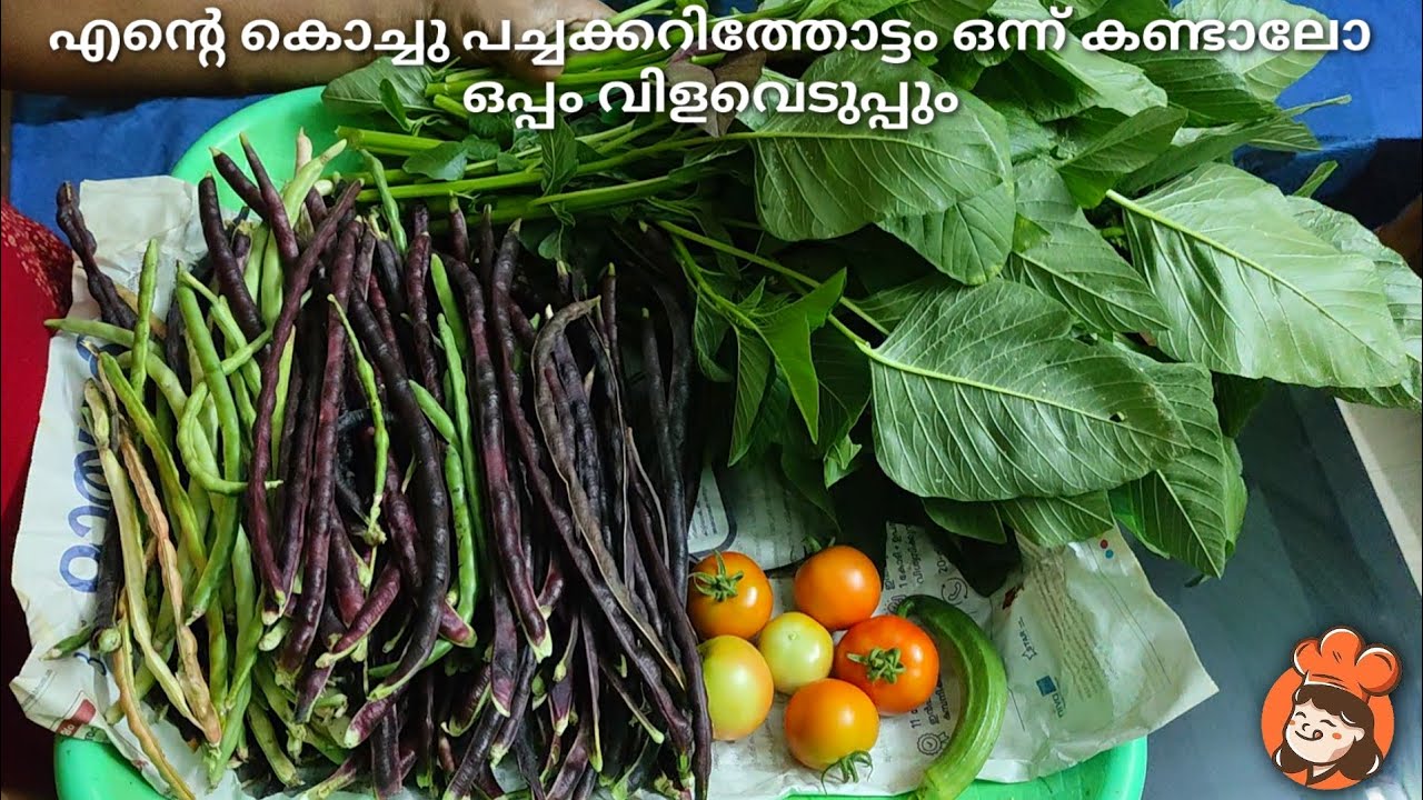 എന്റെ കൊച്ചു പച്ചക്കറിത്തോട്ടം ഒന്ന് കണ്ടാലോ ഒപ്പം വിളവെടുപ്പും🌱
