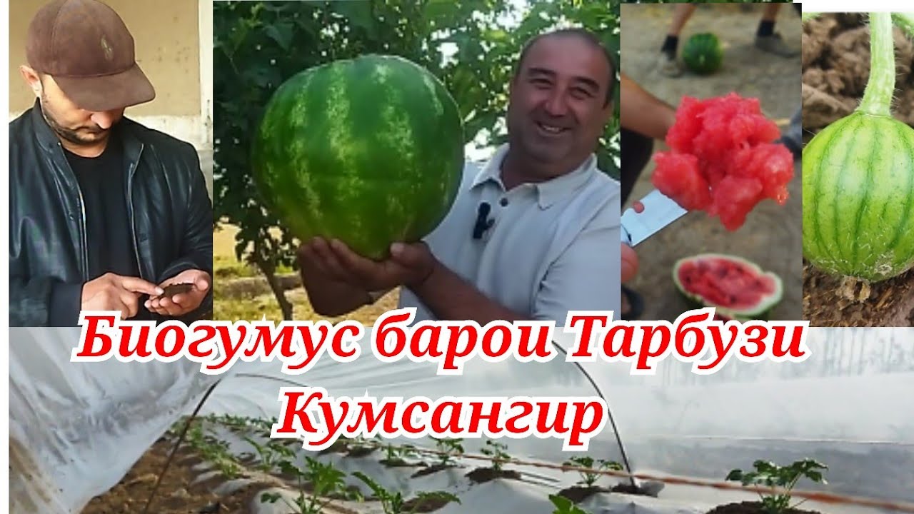 Тарбузи Кумсангир бо Биогумус , тарзи кори маьлумот аз 0 то охир ,лимон мехарем
