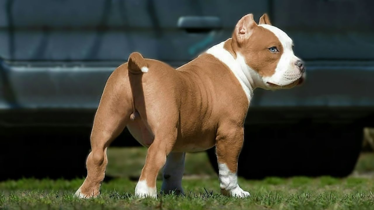 10 Pure Terrier Dog Breeds