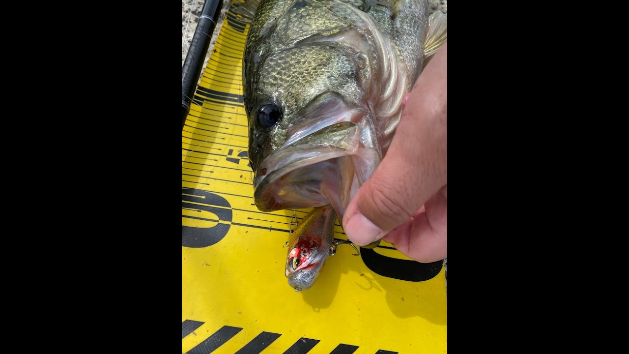 琵琶湖バス釣りライブR8-3/6