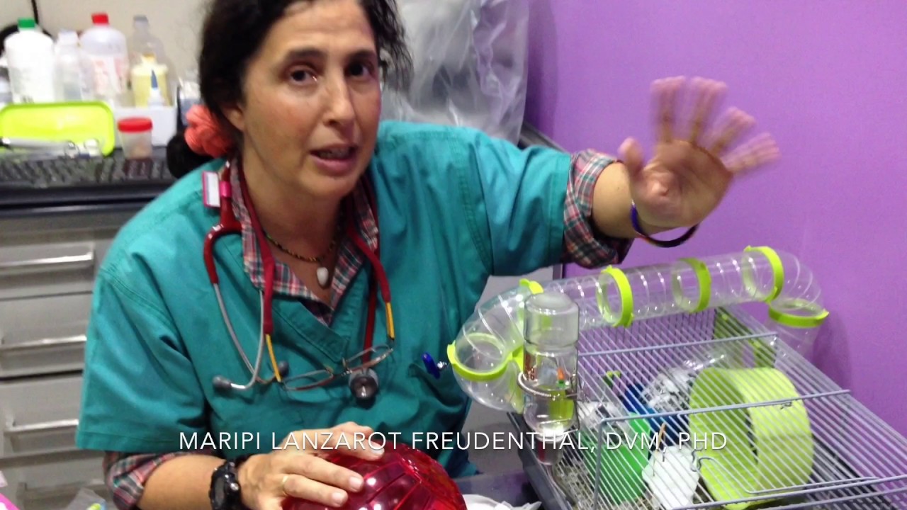 Mascota para niños. Cuidados de los Hámster. Primera visita veterinaria