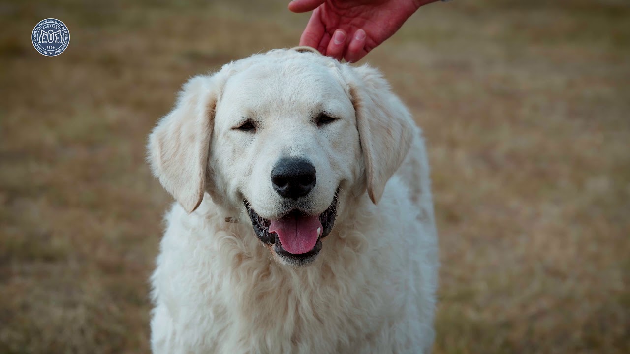 Kuvasz - Magyar kutyafajták (9 magyar kutya) oktató- és dokumentumfilm