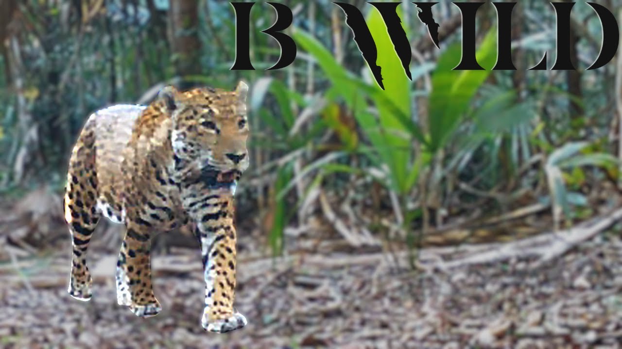 Fauna de Yucatán: Criaturas Extraordinarias de la Selva Maya