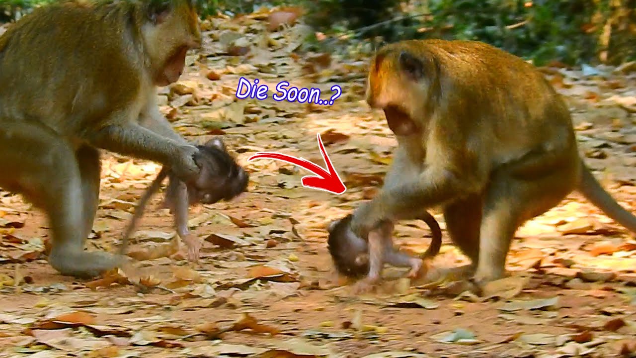 Horrible Monkey Aron Savagery Poorest Baby Monkey Anissa Nearly Pas A Way,How About Anissa Life..?