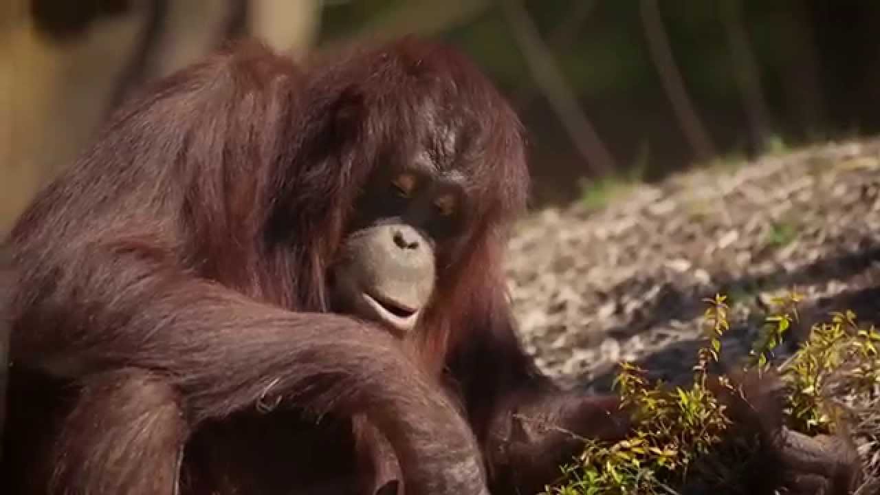 Meet Josie Orangutan at the Kansas City Zoo