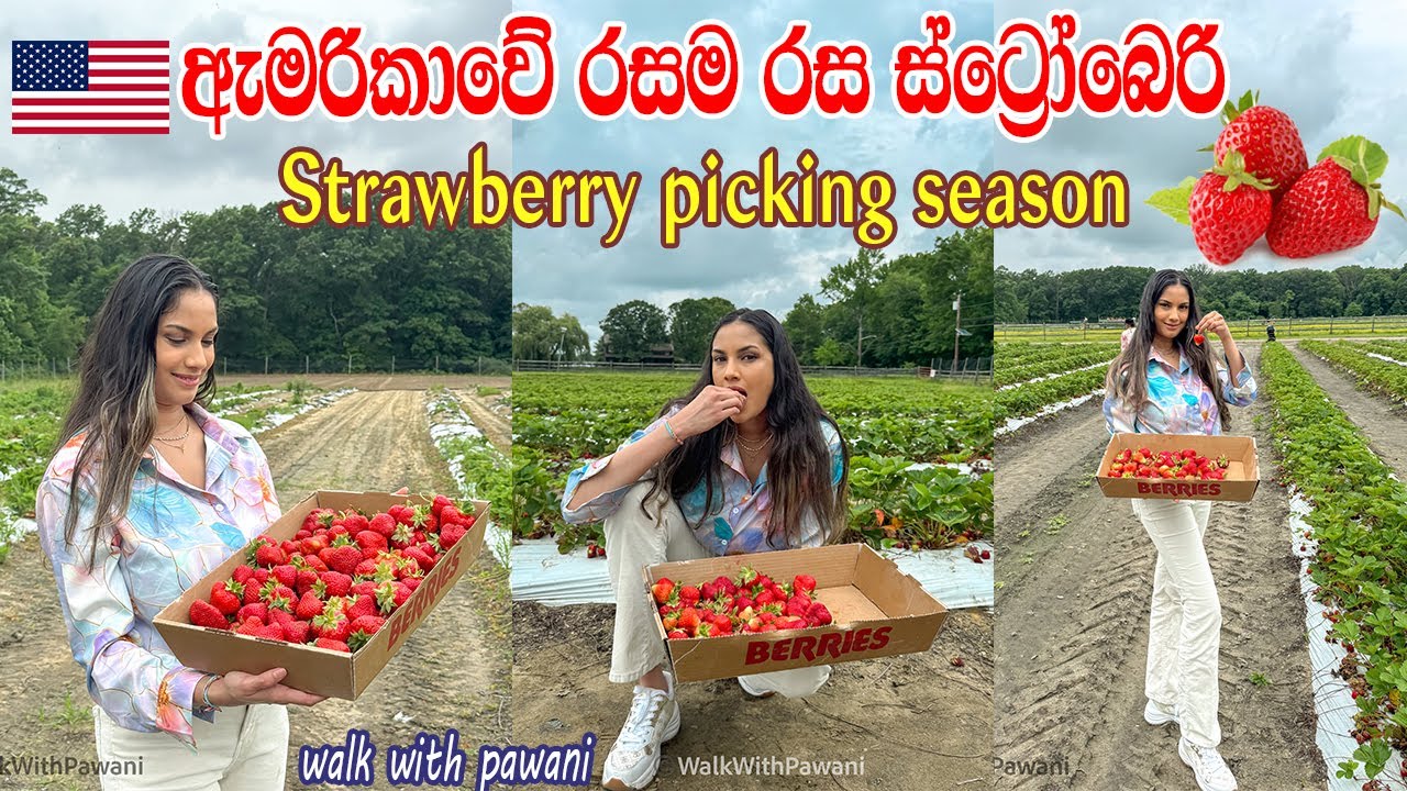 Strawberry Picking - USA