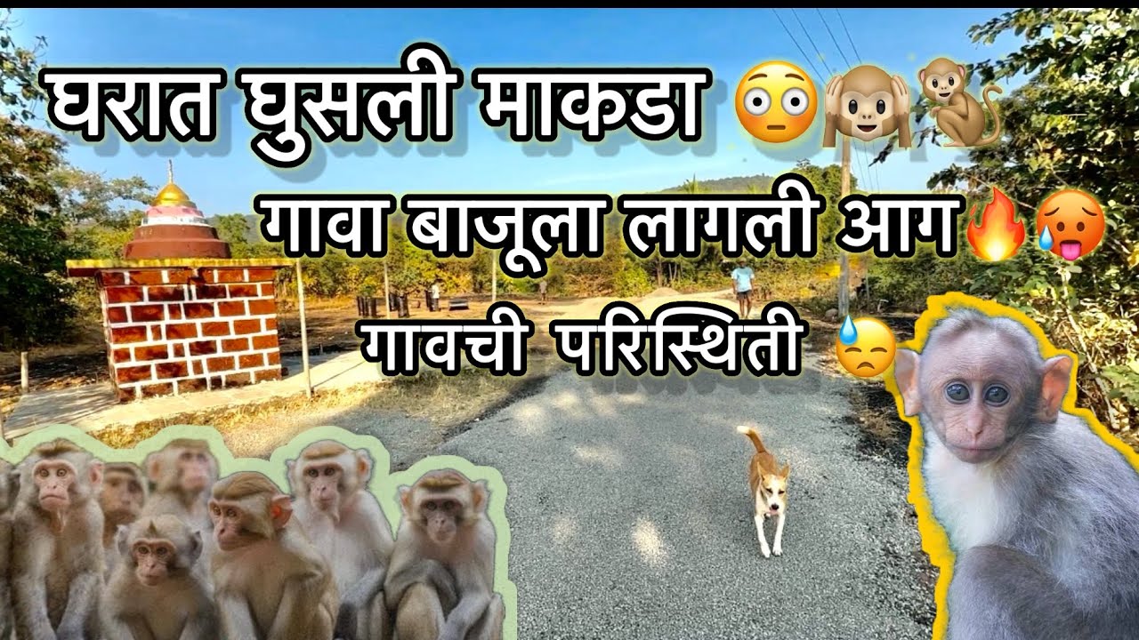 आज घरात घुसली माकडा🐒🥵😳गावाशेजारी लागली आग🥵🌴🌳गावची परिस्थिति 🤐😬🌳
