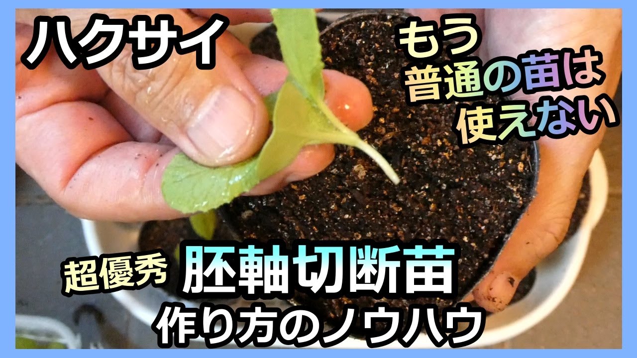 【白菜 普通苗に戻れない 胚軸切断苗の作り方 2024】今年は脱落苗なし！ 家庭菜園31年目