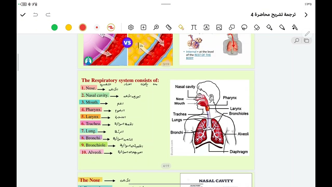 Respiratory system الجهاز التنفسي 