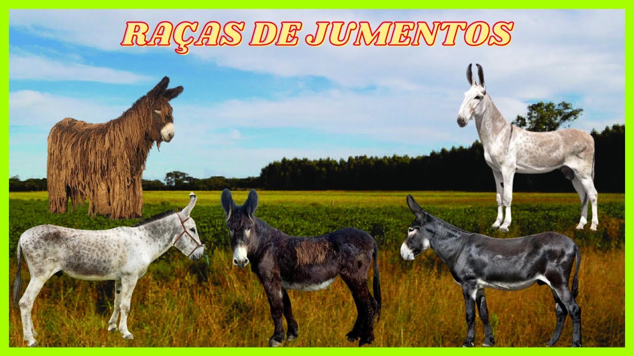 Top 5 Raças de Jumentos: Conheça as Variedades Mais Fascinantes! #Jumentos #Jumento #Asno #Jegue