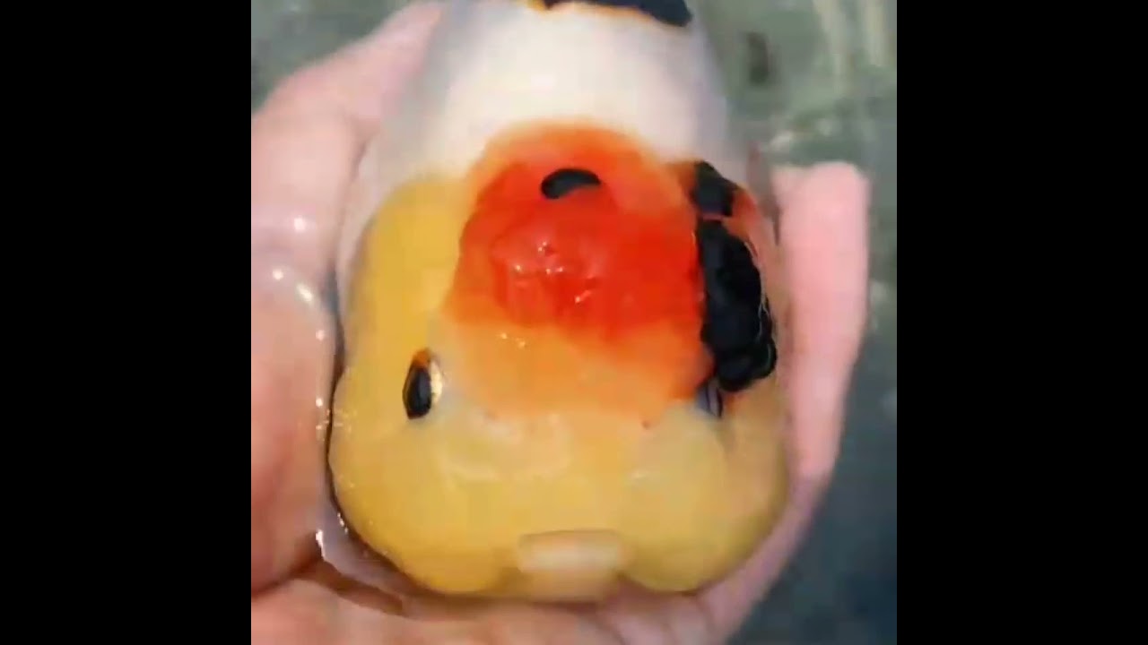 different types of oranda goldfish