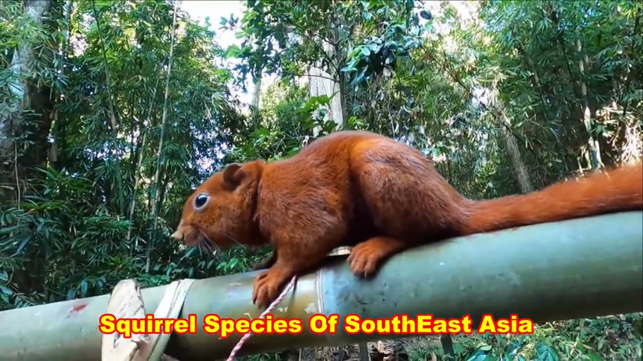 Squirrels of SouthEast Asia