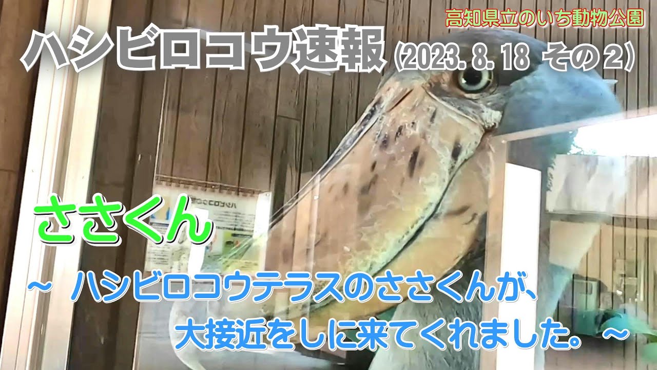 2023/08/18、ハシビロコウテラスのささくんが、ガラス越しの大接近をしにきてくれました。【のいち動物公園、ハシビロコウ速報(その2)】