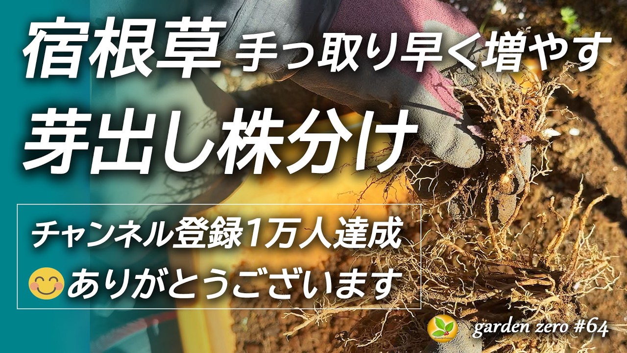 手っ取り早く宿根草を増やしたいなら【芽出し株分け】でしょ