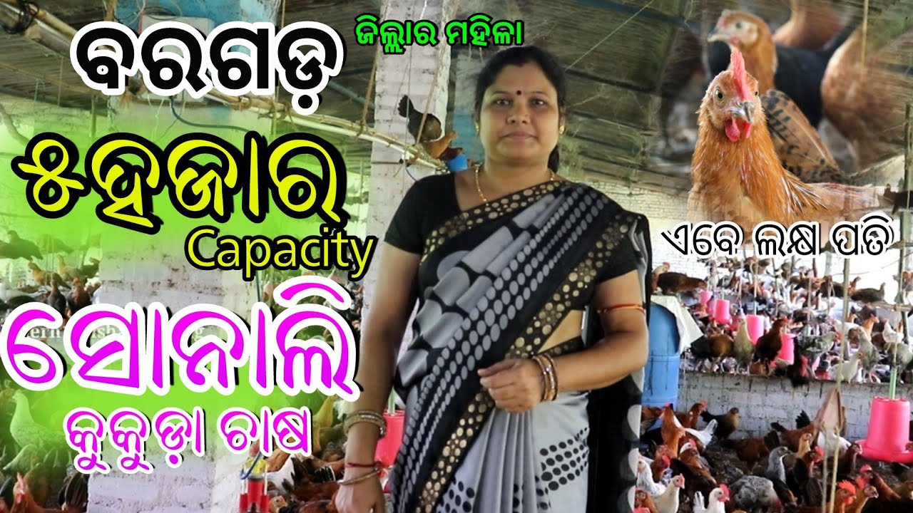 ୫ହଜାର Capacity କୁକୁଡ଼ା farm/Sonali kukuda farm in bargarh (Khutapali) Desi chicken farming in odisha