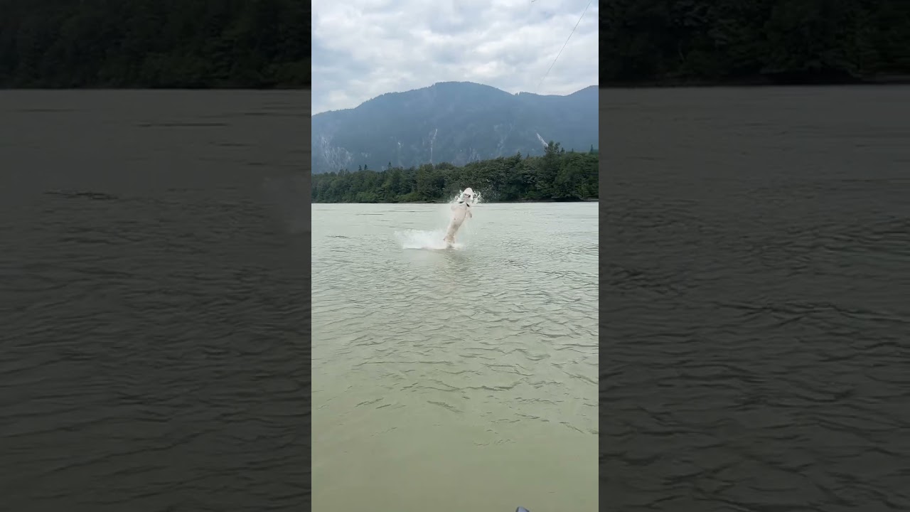 Giant White Sturgeon Jumps Out Of The Water 😱 #shorts #fishing #sturgeon #canada #rivermonster