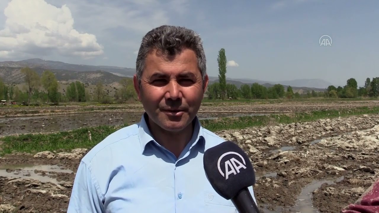 Çeltik üreticilerinin ekim mesaisi başladı
