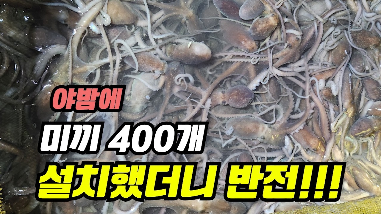 밤에만 대량으로 잡을 수 있는 수산물!!! 미끼로 유혹했더니....올라옵니다!!!