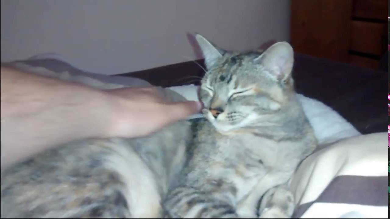 Virtual Youtube Pet Cat, you choose what to do! - Long strokes Left Hand