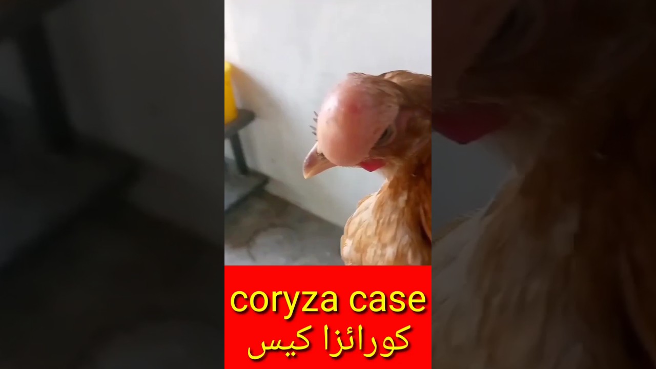 CORYZA IN POULTRY #poultrydisease