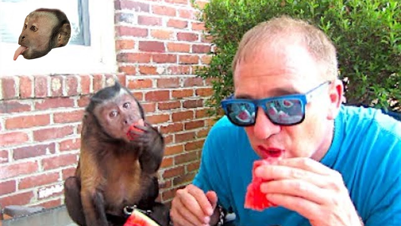 Monkey Watermelon Party!