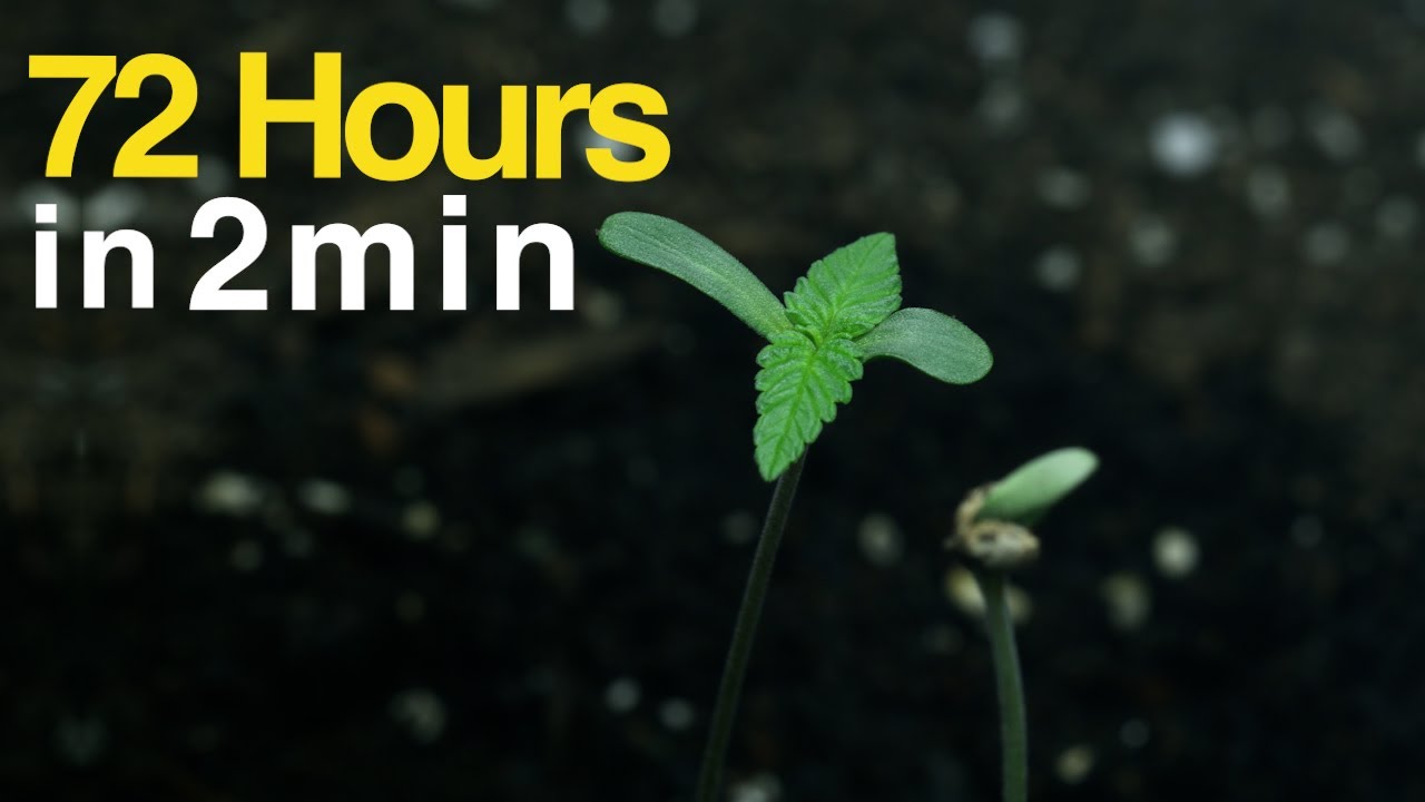 Seed Sprouting Early Veg Timelapse