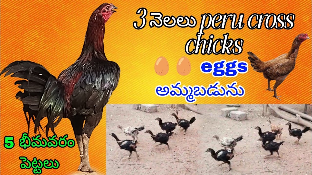 #KVR BREEDES#thanks to all 🙏 #bhimavaram chicks#peru cross chicks#rich watam chicks#birds#chicken