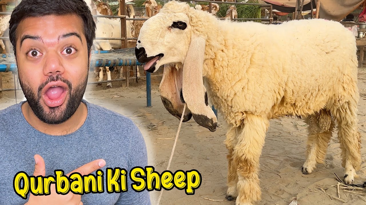 Qurbani Ke Liye Sheep Le Li 🐑😍 | Mandi Ka Sab Se Cute Janwar 🥺❤️
