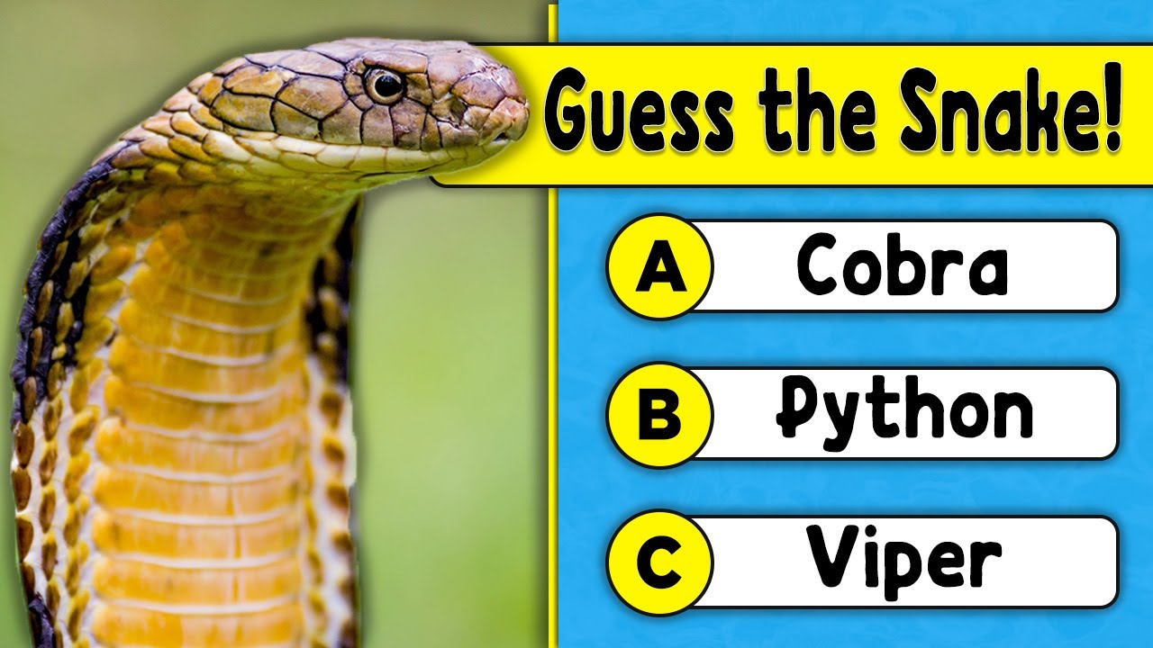 Guess the Snake 🐍 Snake Quiz! 🧠