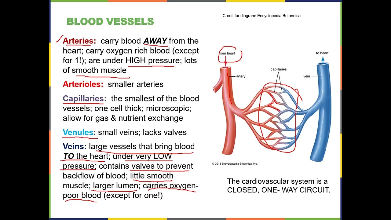 NARRATION OF BLOOD VESSELSVideo