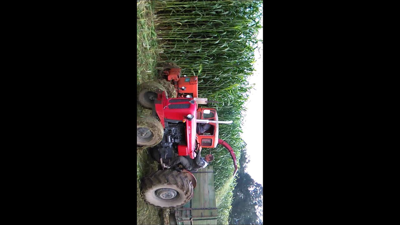 Silazni sirak KWS Buldozer 3