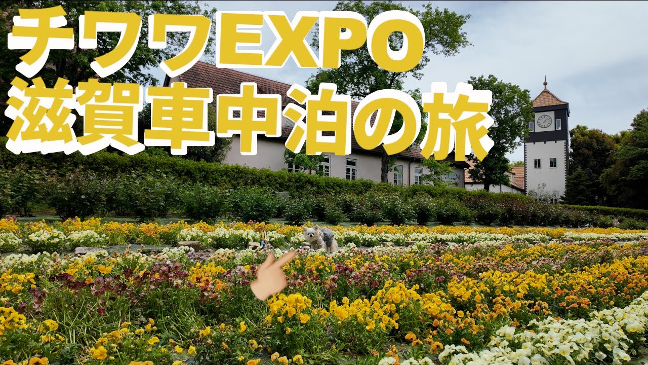 【チワワEXPO】車中泊しながら、ワンコイベントに行ってきましたワンコ孝行、グルメ、サウナと、充実の2泊3日