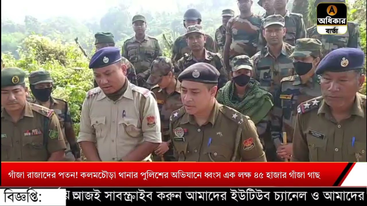 গাঁজা রাজাদের পতন! কলমচৌড়া থানার পুলিশের অভিযানে ধ্বংস এক লক্ষ ৪৫ হাজার গাঁজা গাছ