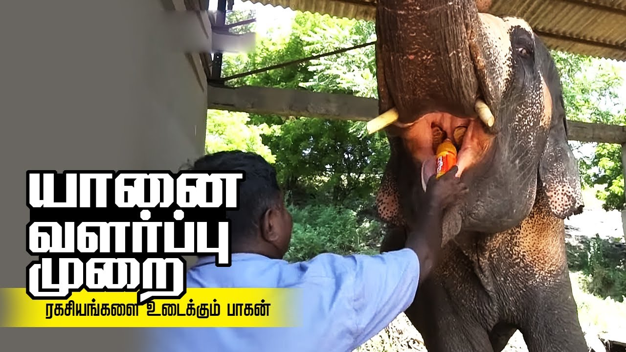 யானை வளர்ப்பு | யானைகளை Control செய்வது எப்படி? ரகசியங்கள் உடைக்கும் பாகன் | thiruchendur Elephant