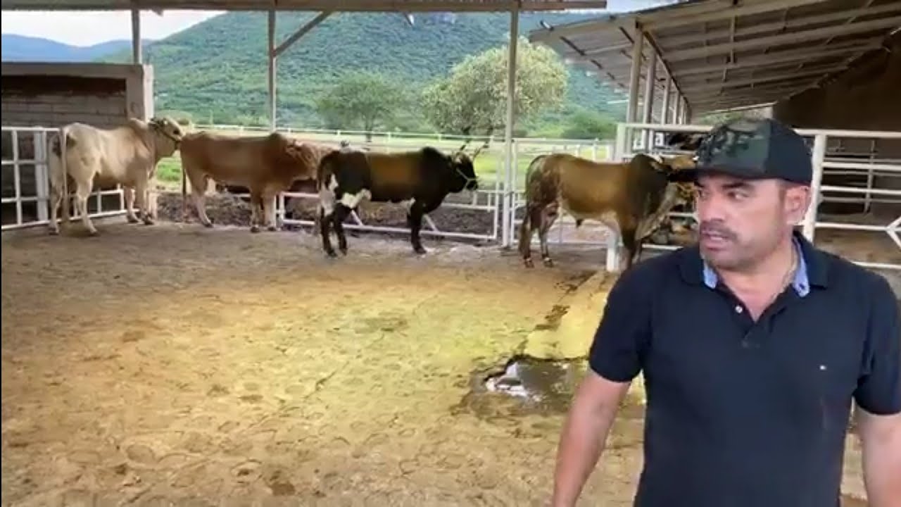 ⚡LOS 7 EJEMPLARES ⚡QUE SERÁN DE REGALO EN EL JARIPEO VIRTUAL CON R. LA CANDELARIA 2020